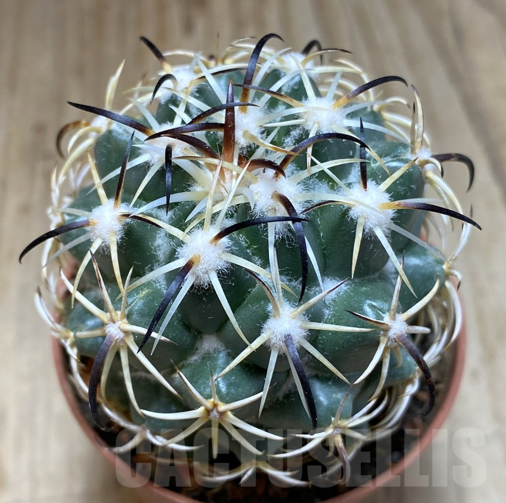 SHPR38539 Coryphantha tripugionacantha