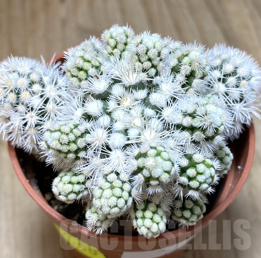 SHPR38540 Mammillaria gracilis ‘Arizona Snowcap’