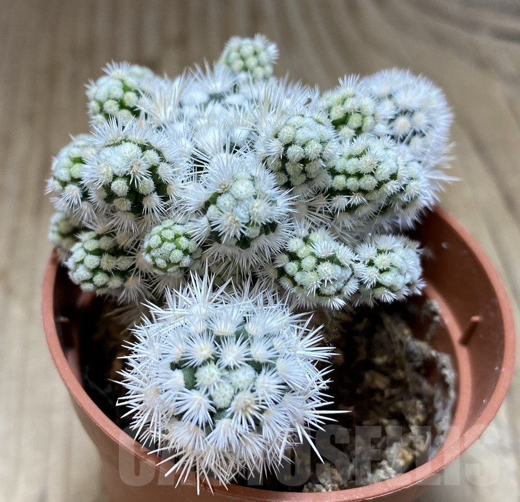 SHPR38540 Mammillaria gracilis ‘Arizona Snowcap’ - Image 2