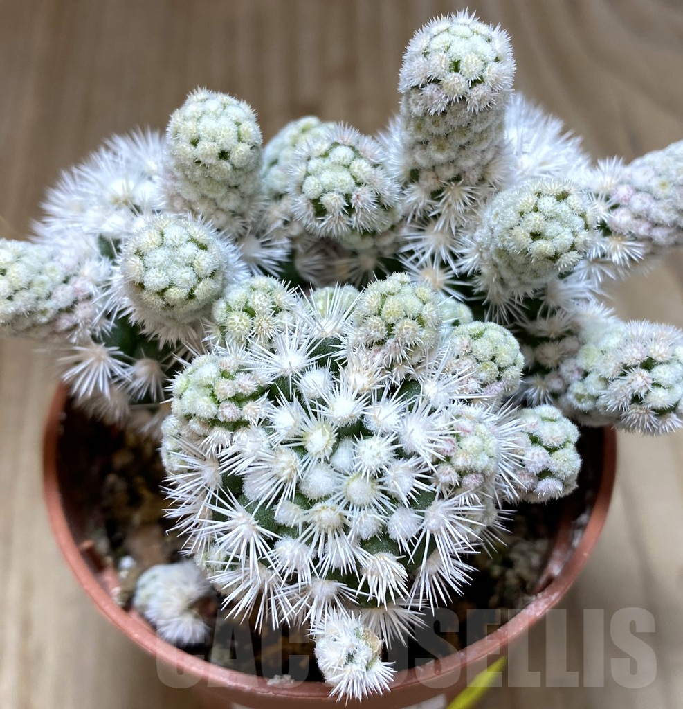 SHPR38541 Mammillaria gracilis ‘Arizona Snowcap’