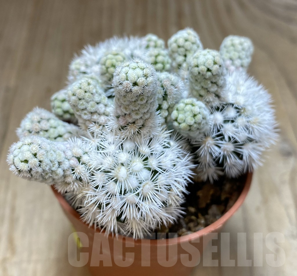 SHPR38541 Mammillaria gracilis ‘Arizona Snowcap’ - Image 2