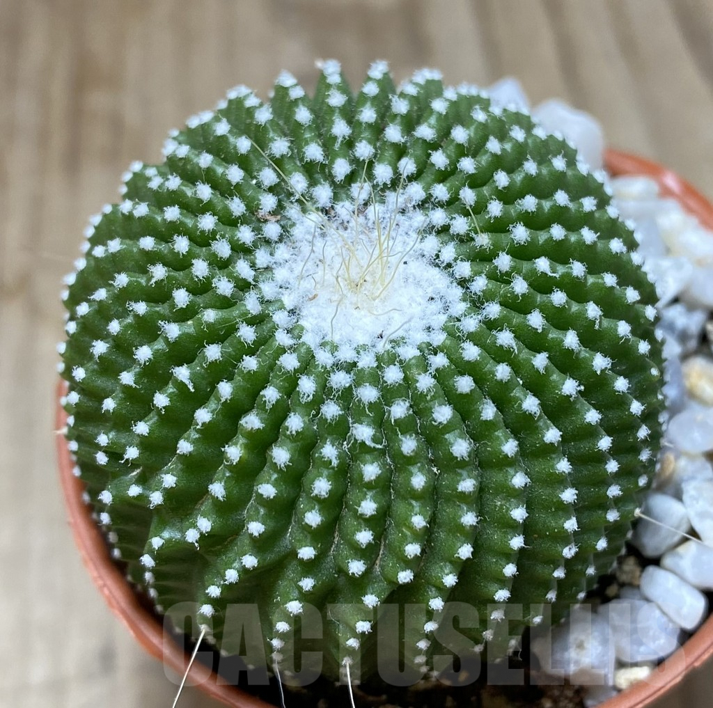 SHPR38543 Notocactus leninghausii ‘inermis’