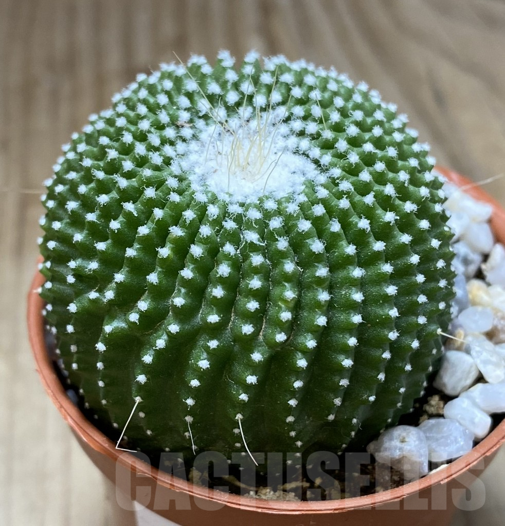 SHPR38543 Notocactus leninghausii ‘inermis’ - Image 2