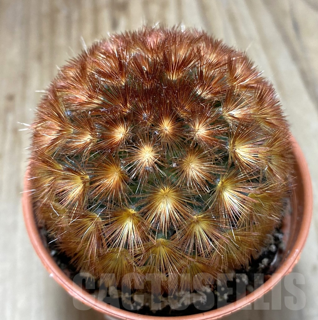SHPR38544 Mammillaria carmenae f. rubrispina select form