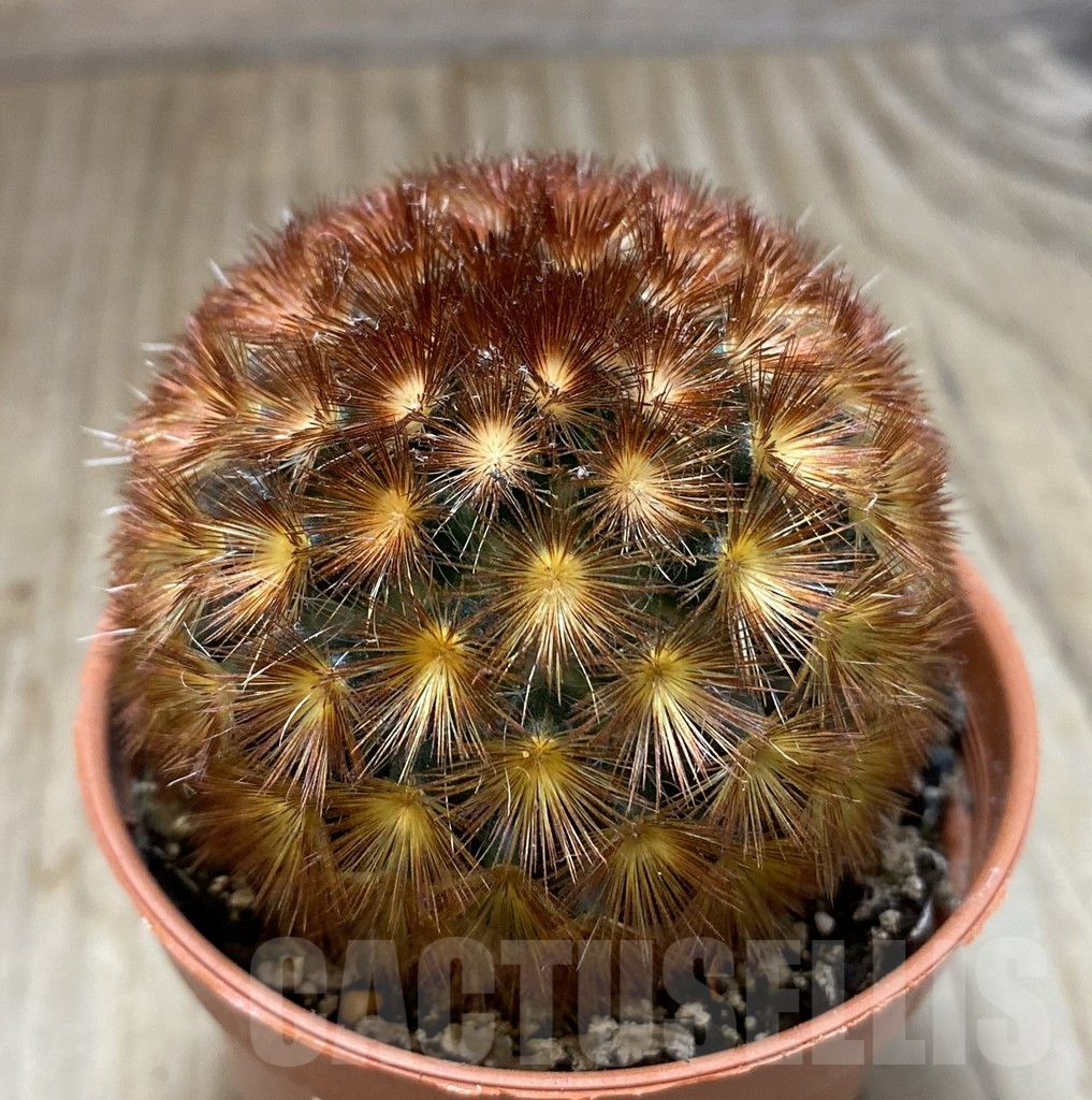 SHPR38544 Mammillaria carmenae f. rubrispina select form - Image 2