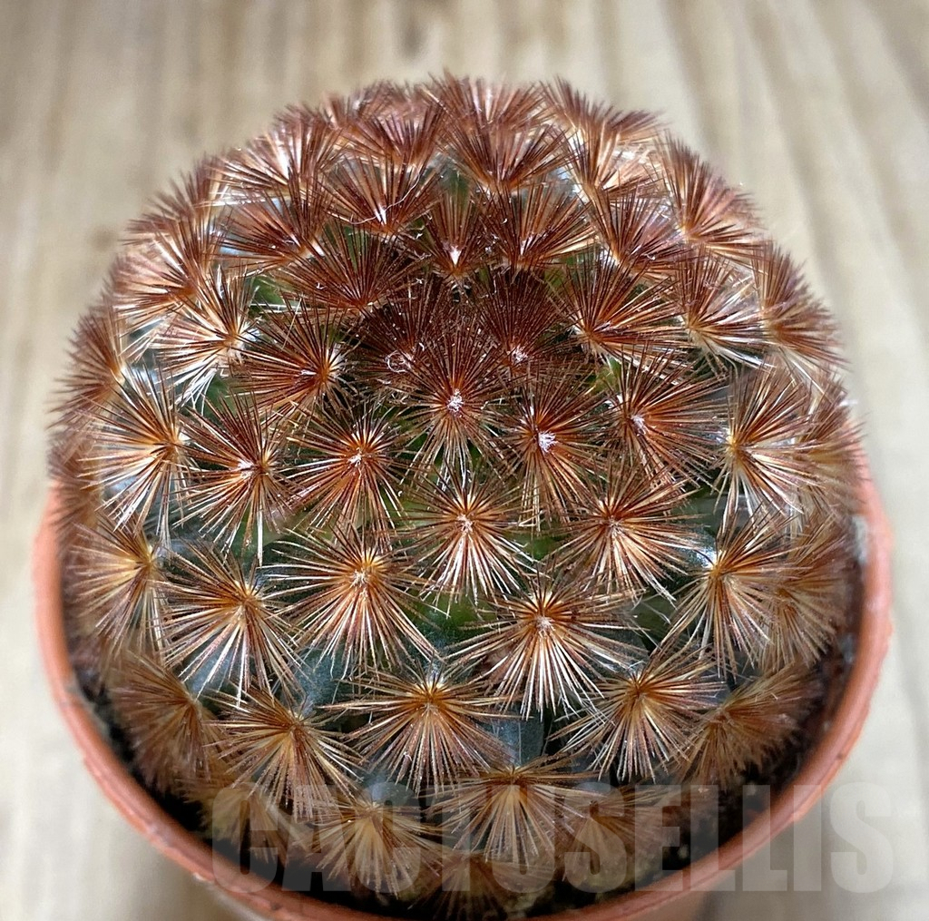 SHPR38545 Mammillaria carmenae f. rubrispina select form