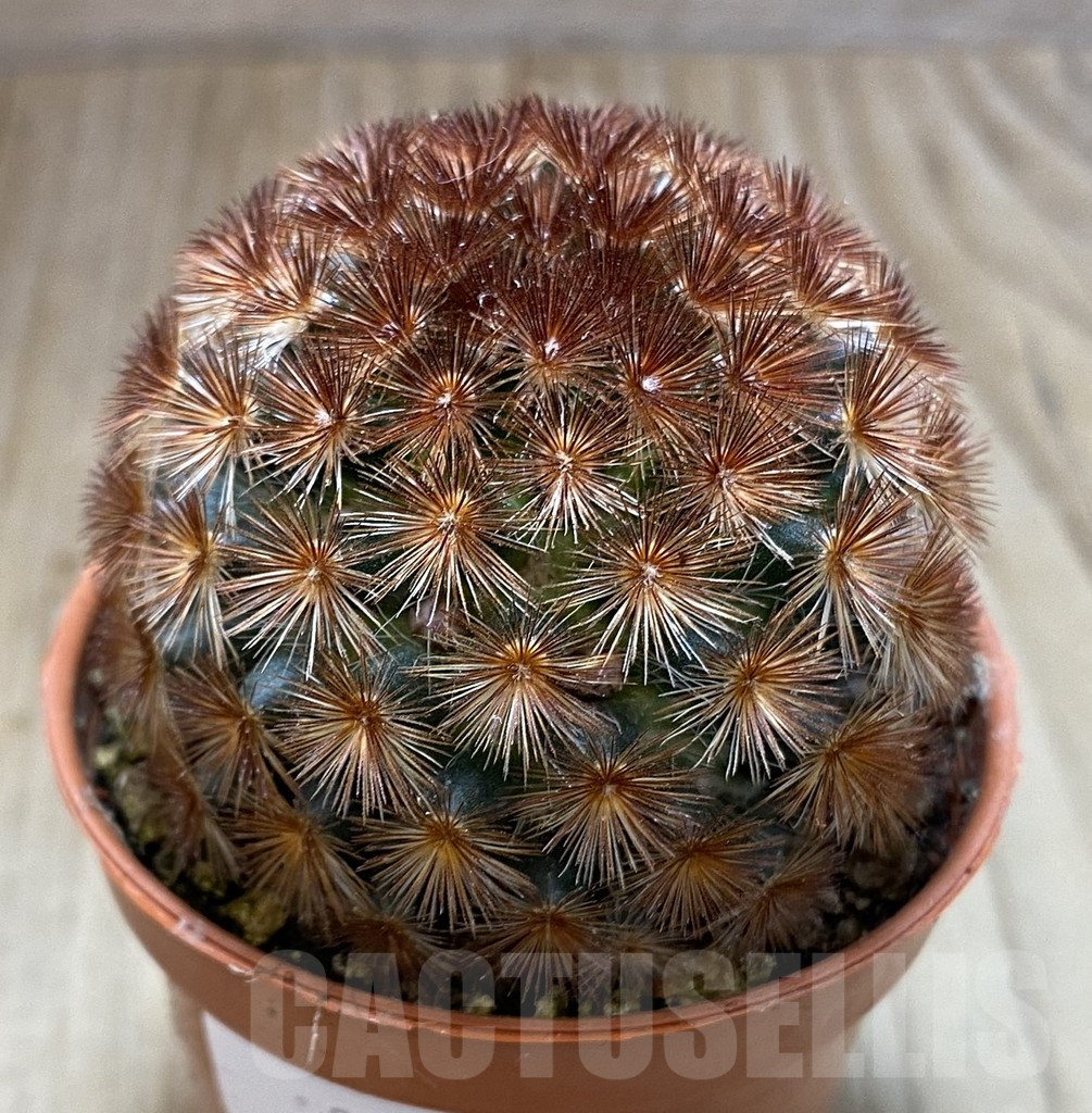 SHPR38545 Mammillaria carmenae f. rubrispina select form - Image 2