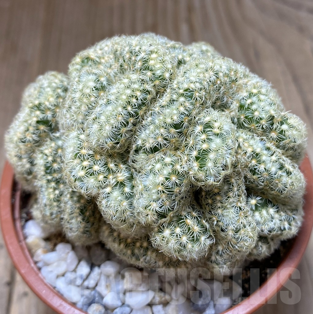 SHPR38546 Mammillaria elongata f.cristata