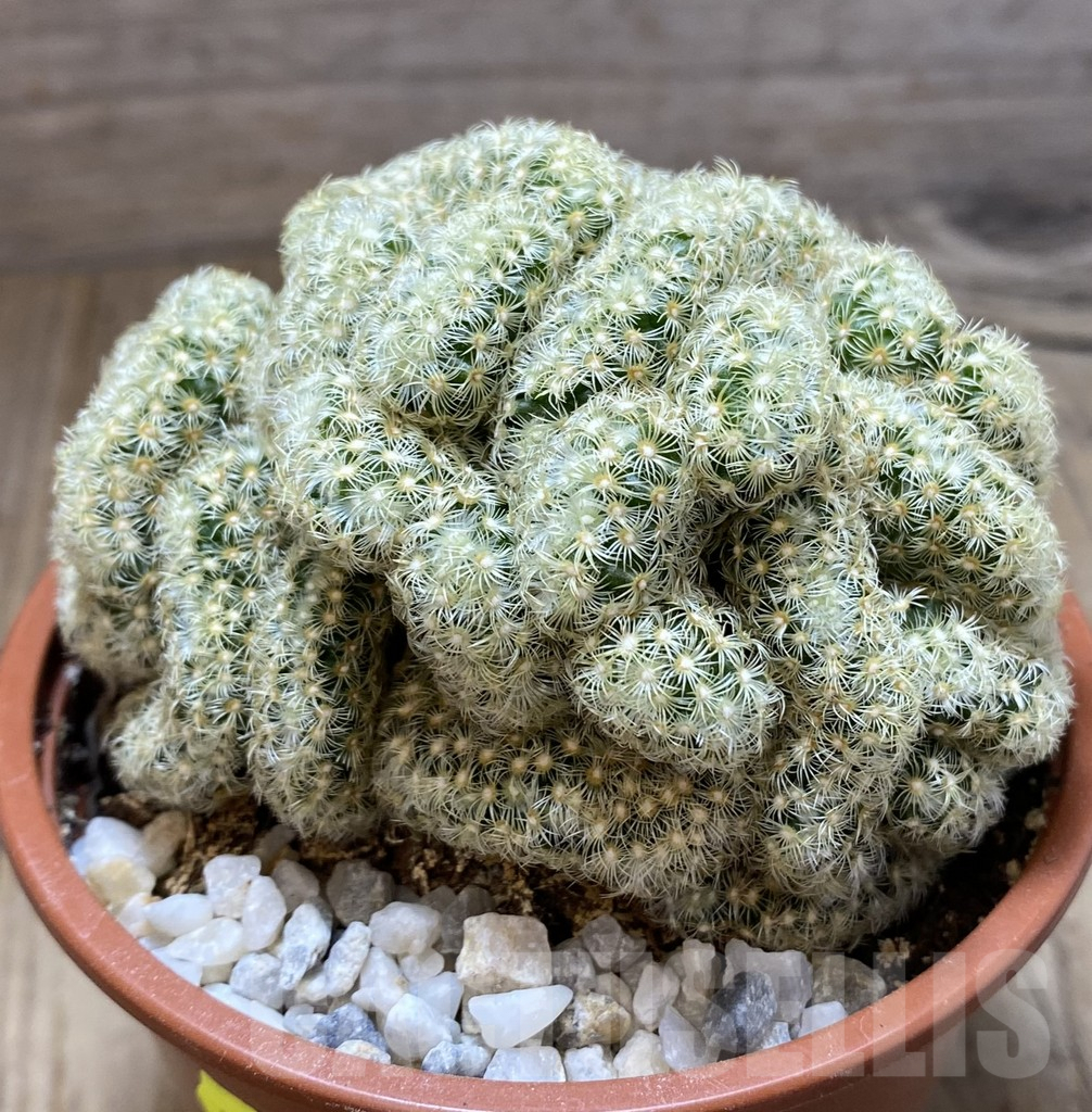 SHPR38546 Mammillaria elongata f.cristata - Image 2