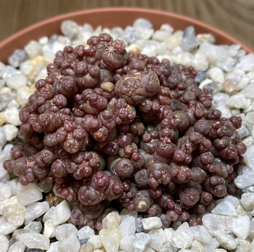 SHPR38550 Mammillaria bocasana ‘Red Fred’