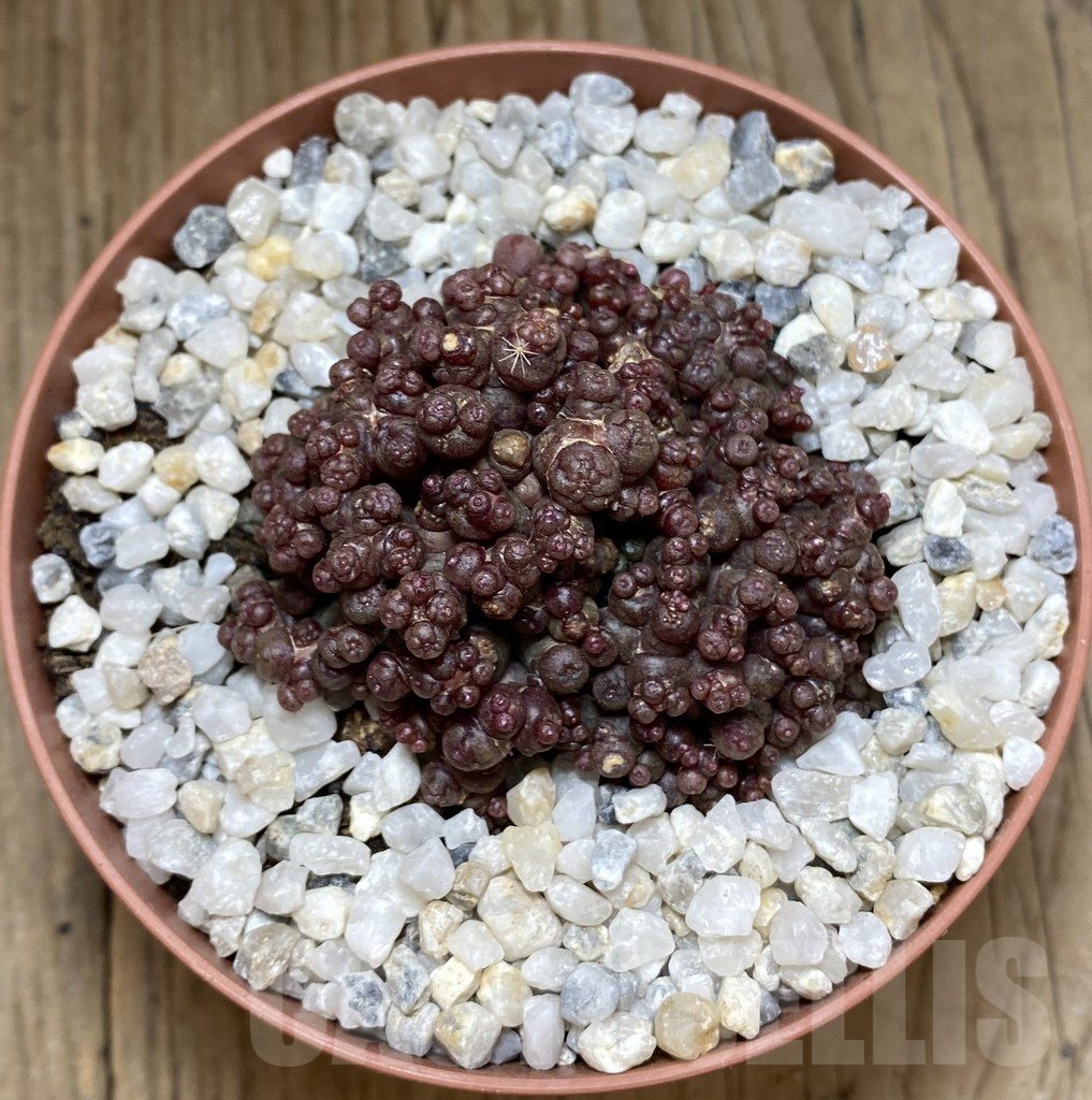 SHPR38550 Mammillaria bocasana ‘Red Fred’ – Image 2