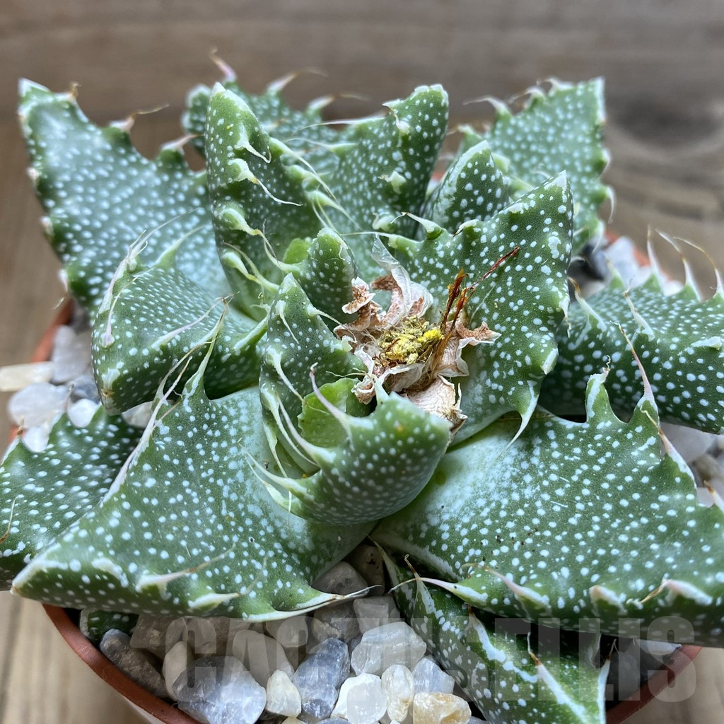 SHPR38551 Faucaria tigrina