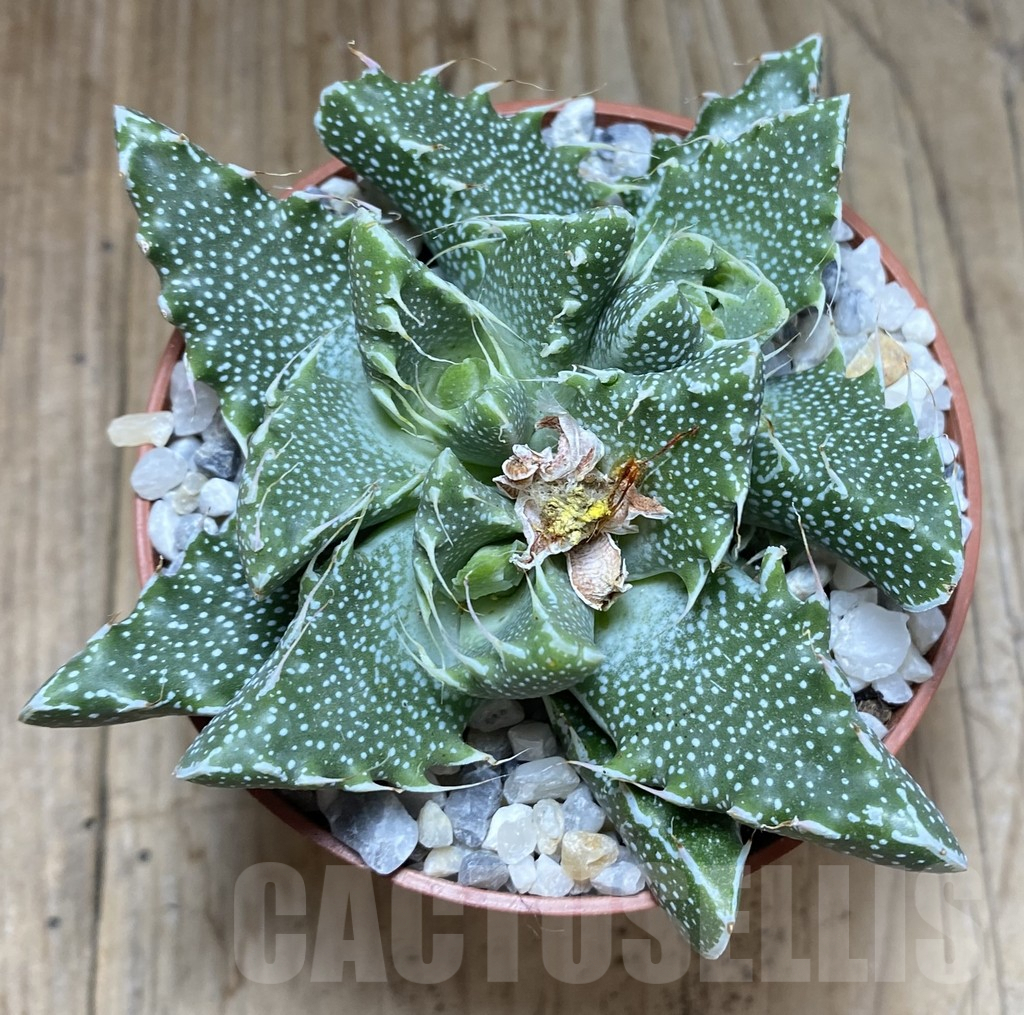 SHPR38551 Faucaria tigrina - Image 2