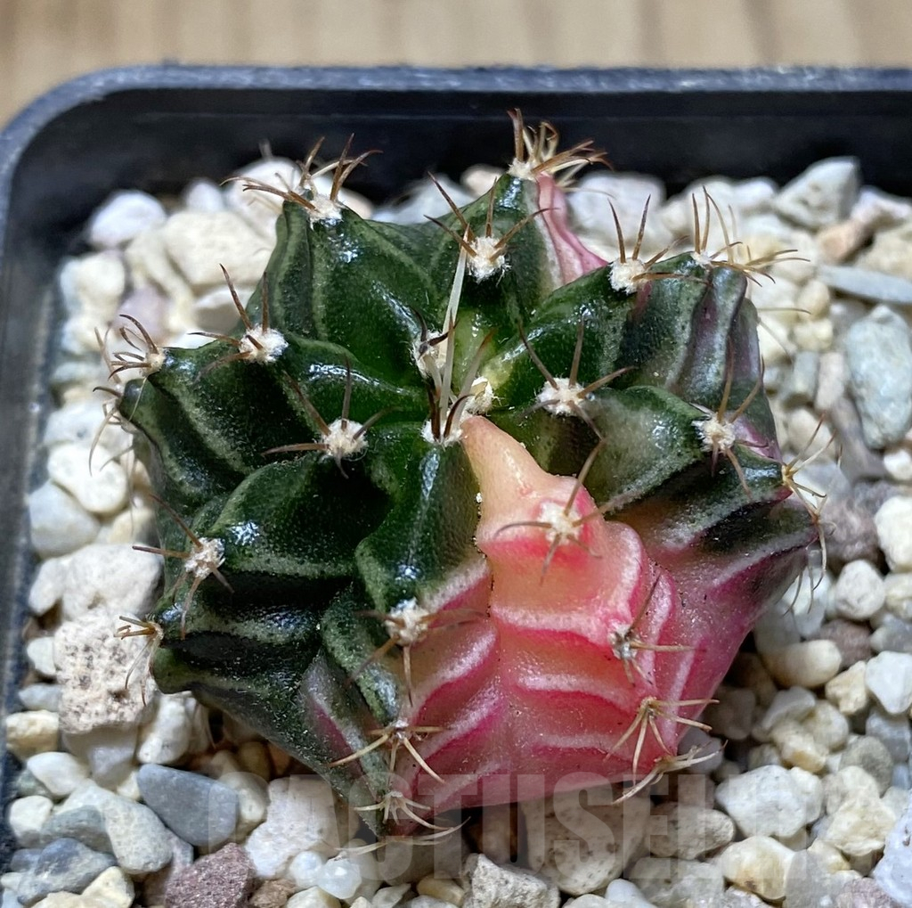 SHPR38514 Gymnocalycium mihanovichii f. variegata
