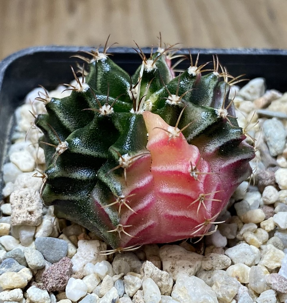 SHPR38514 Gymnocalycium mihanovichii f. variegata - Зображення 2