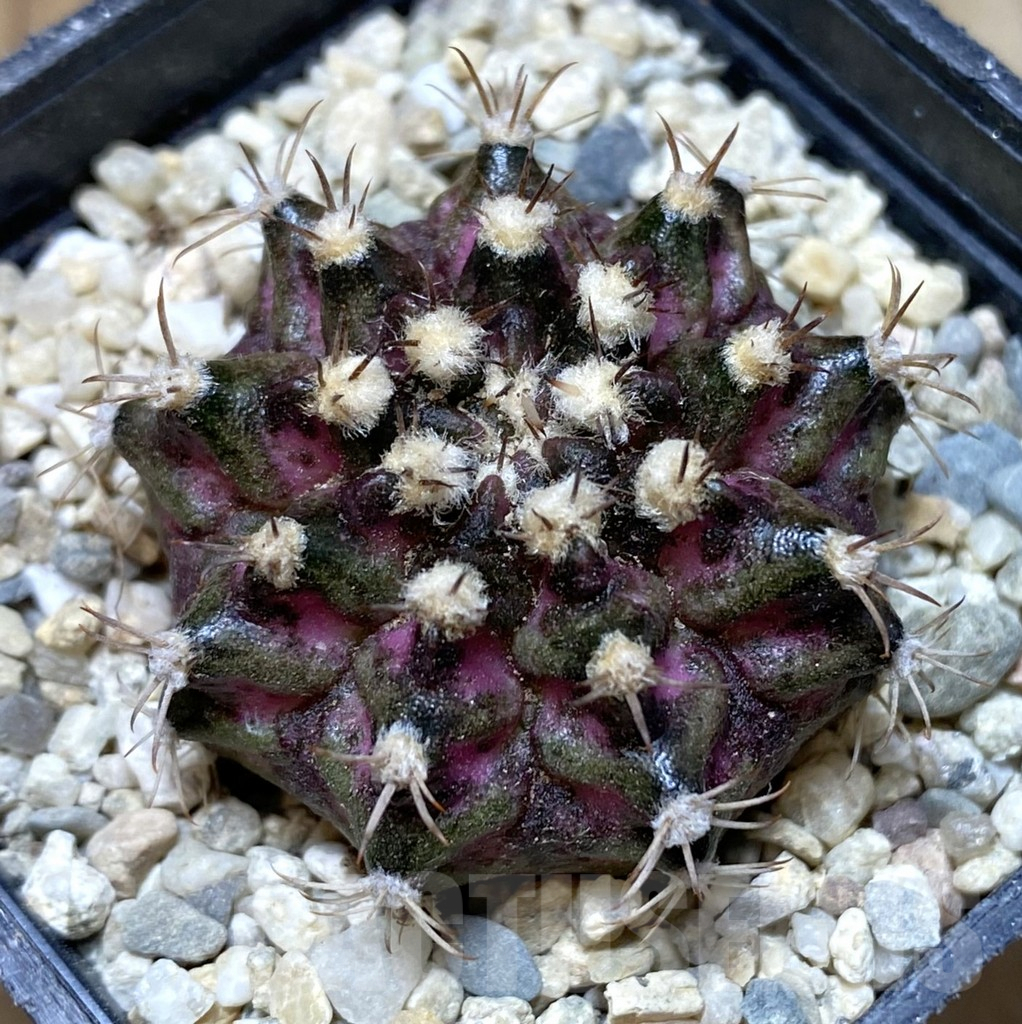 SHPR38516 Gymnocalycium mihanovichii T-rex