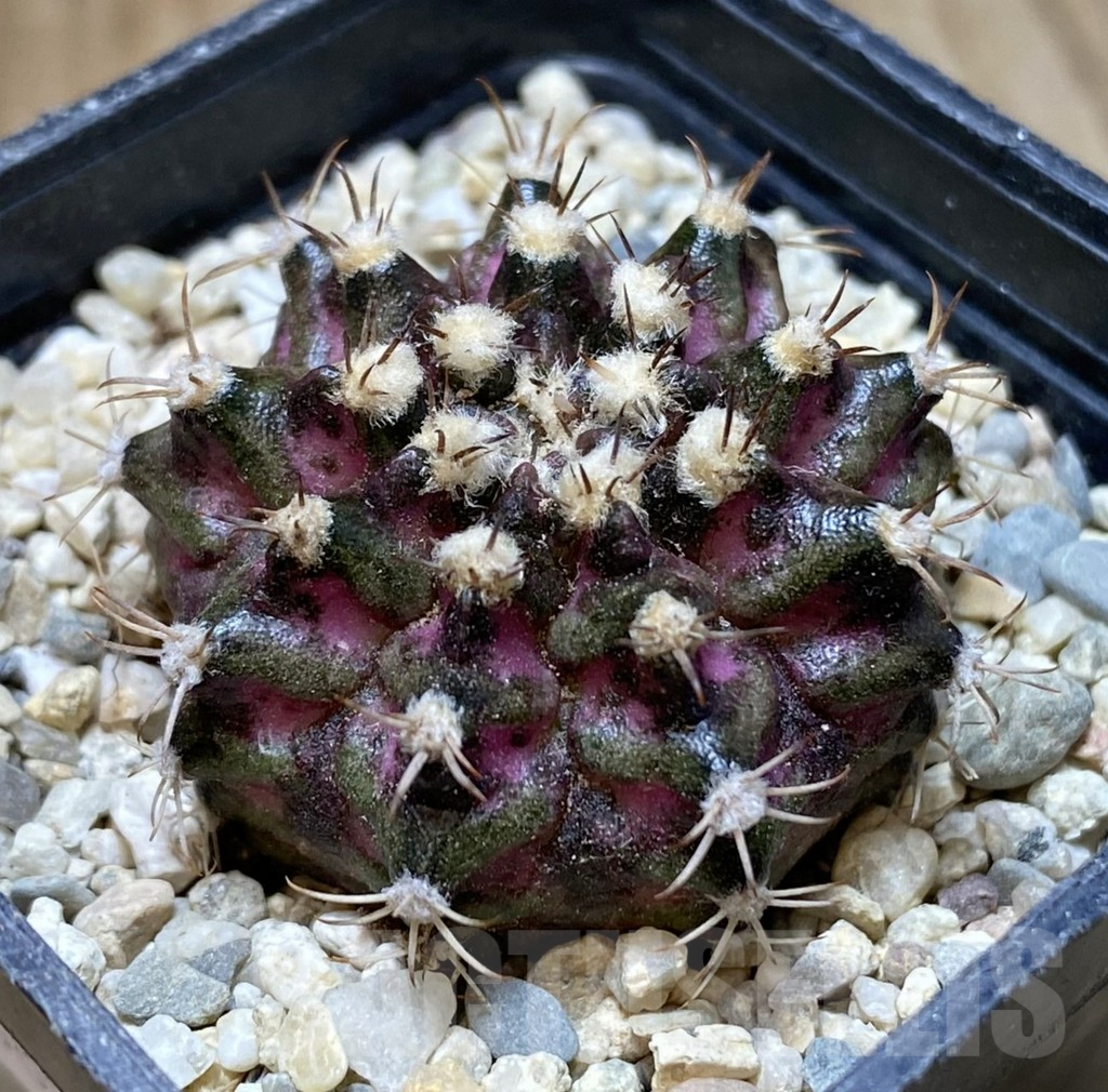 SHPR38516 Gymnocalycium mihanovichii T-rex - Зображення 2