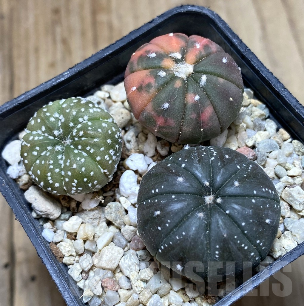 SHPR38521 Astrophytum asterias ‘Red Purple Skin’ f. variegata mix, 3 plants