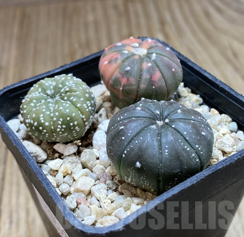 SHPR38521 Astrophytum asterias ‘Red Purple Skin’ f. variegata mix, 3 plants - Image 2