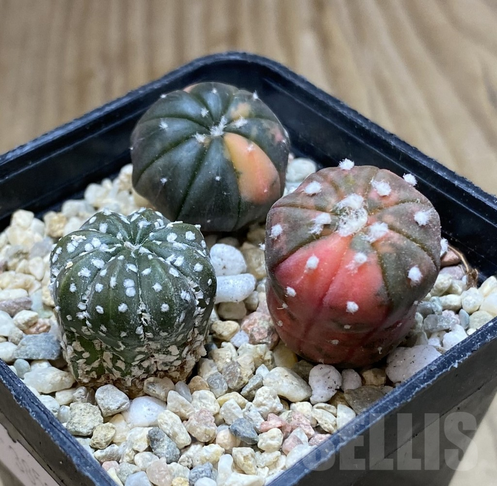 SHPR38523 Astrophytum asterias ‘Red Purple Skin’ f. variegata mix, 3 plants – Bild 2