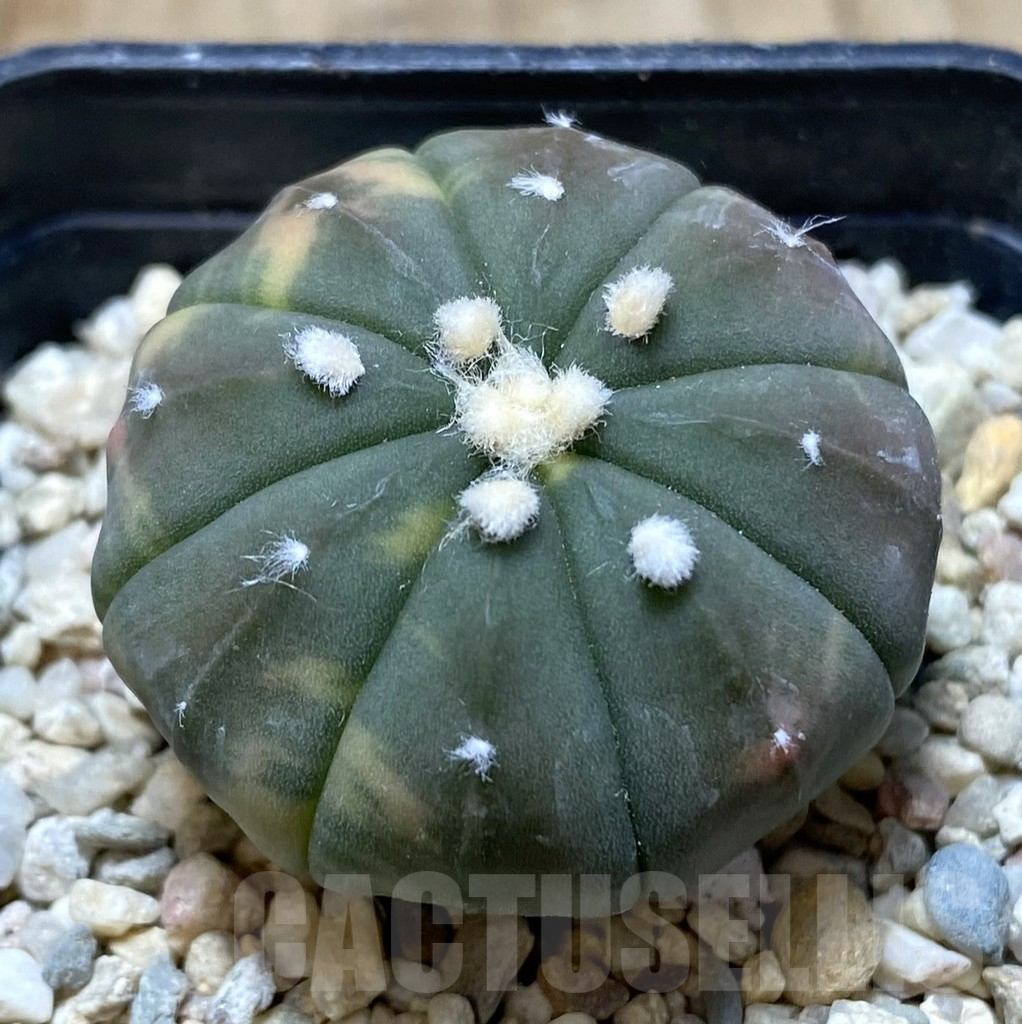 SHPR38529 Astrophytum asterias ‘Red Purple Skin’ f. variegata