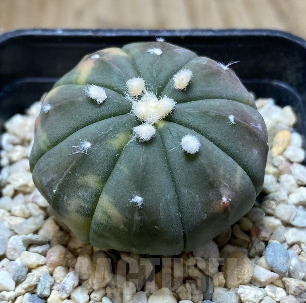 SHPR38529 Astrophytum asterias ‘Red Purple Skin’ f. variegata - Imagen 2