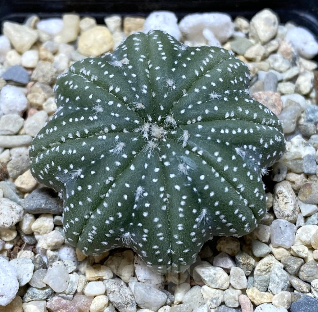 SHPR38532 Astrophytum asterias ‘Star Shape’