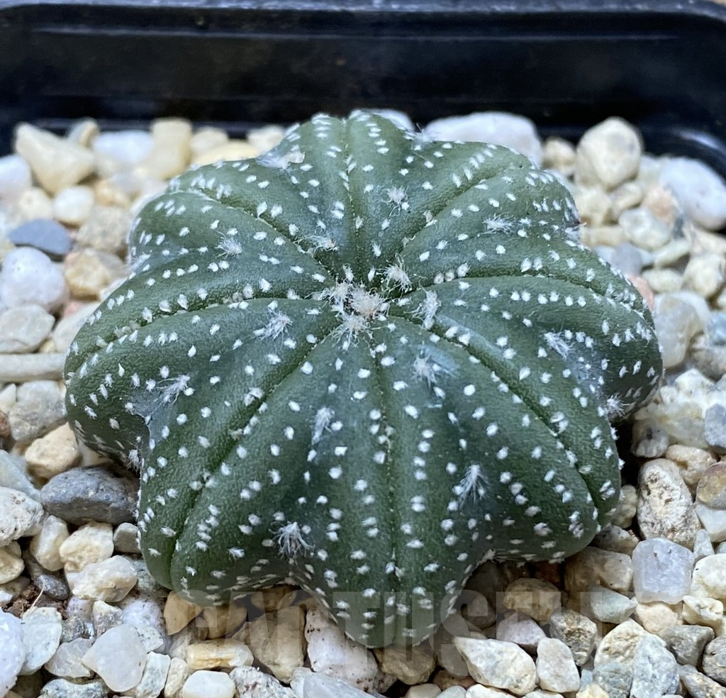 SHPR38532 Astrophytum asterias ‘Star Shape’ - Imagen 2