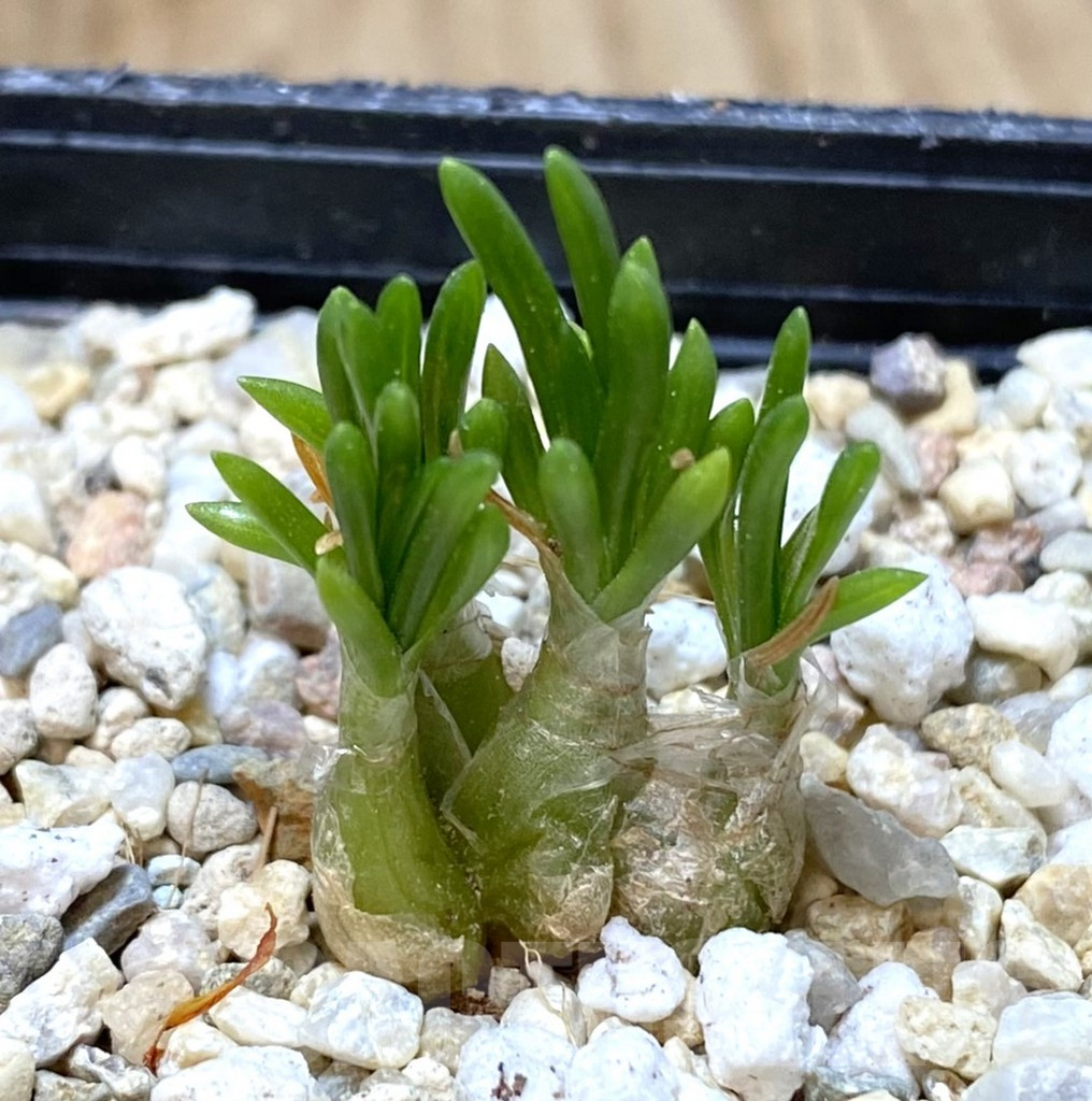 SHPR38613 Ornithogalum lithopsoides