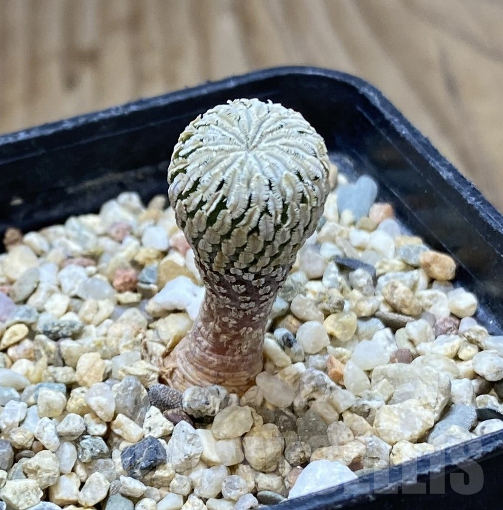 SHPR38614 Turbinicarpus pseudopectinatus f. rubriflorus - Image 2