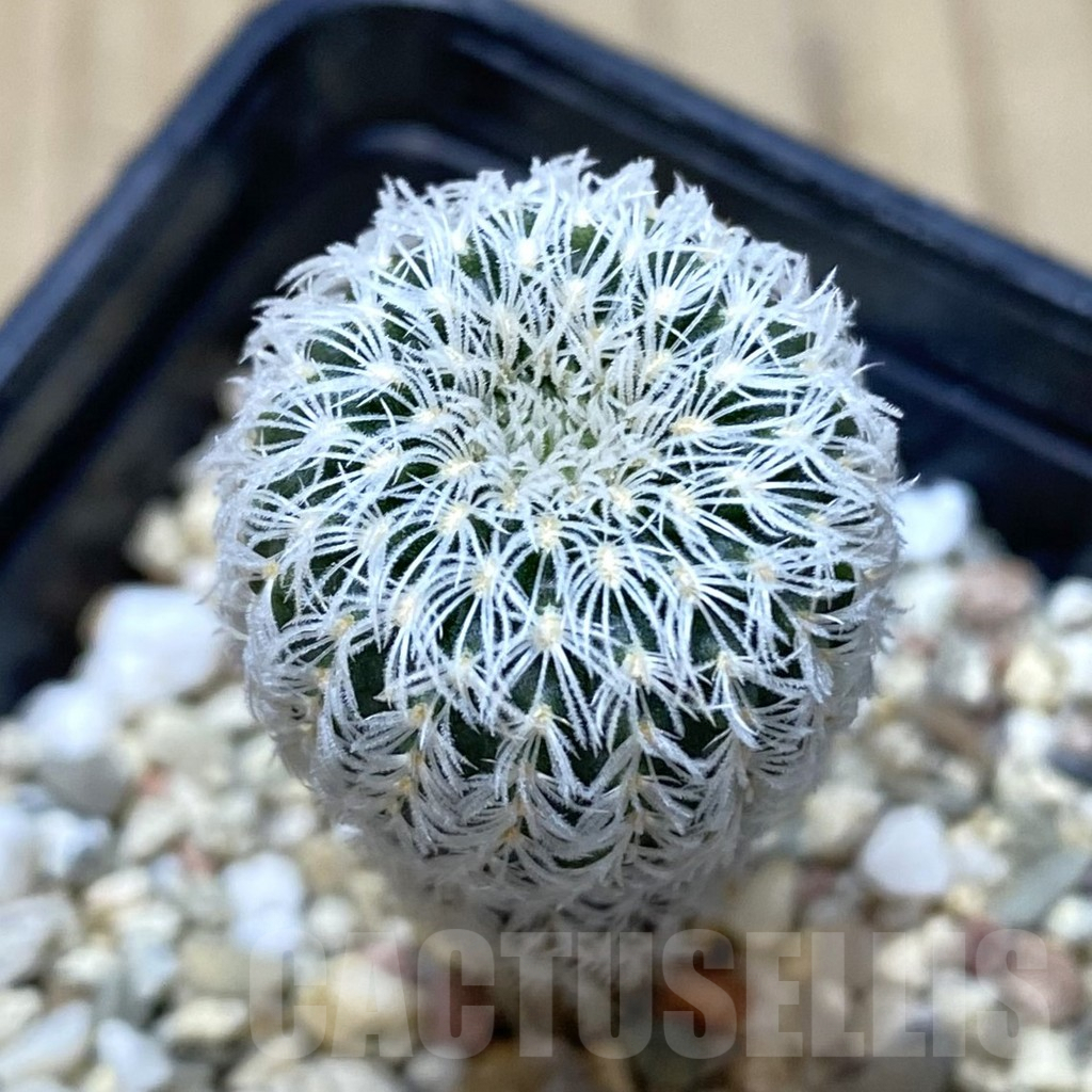 SHPR38615 Frailea densispina