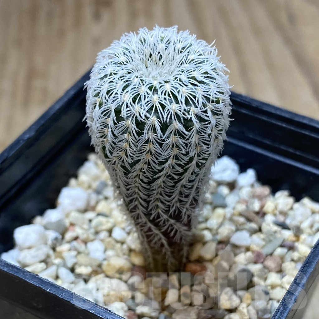 SHPR38615 Frailea densispina - Image 2