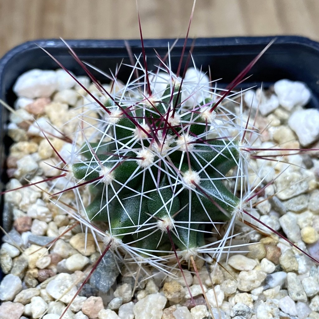 SHPR38610 Ferocactus haematacanthus -El Amparo-