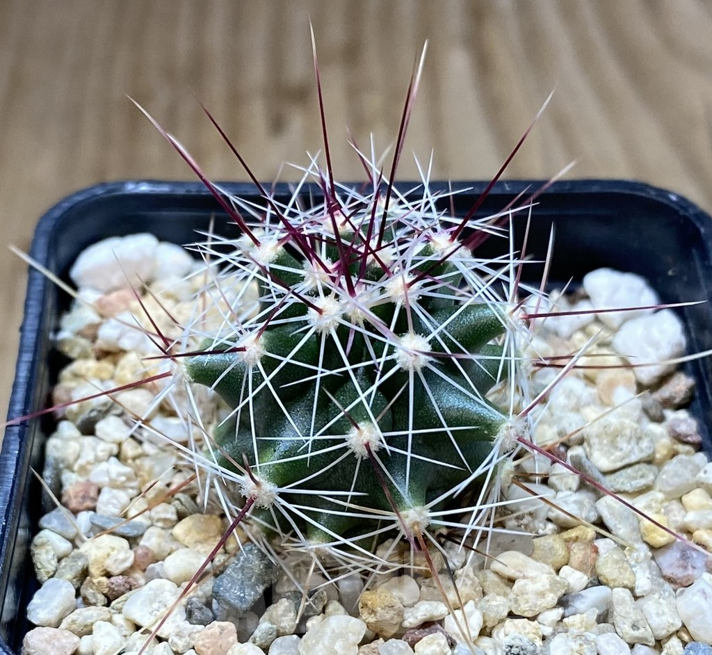 SHPR38610 Ferocactus haematacanthus -El Amparo- - Image 2