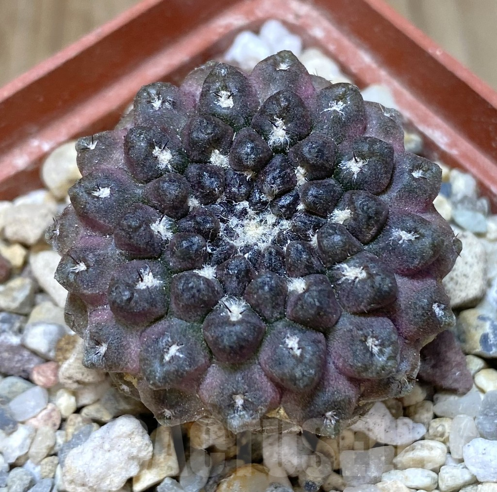 SHPR38620 Thelocephala esmeraldana