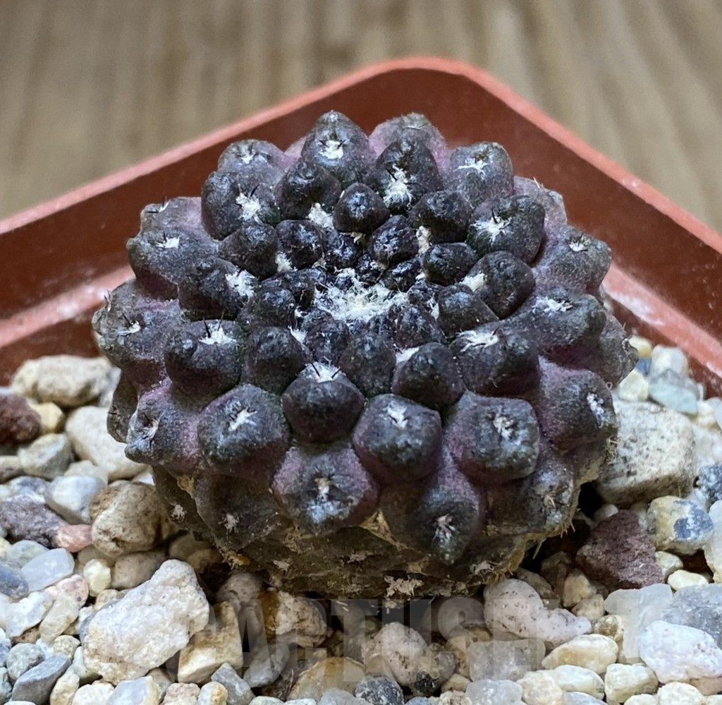 SHPR38620 Thelocephala esmeraldana - Image 2