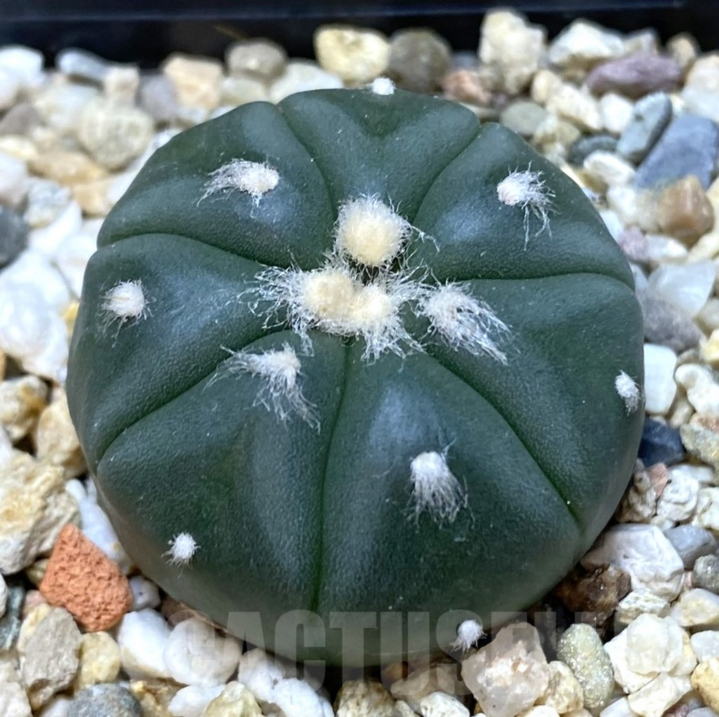 SHPR38621 Astrophytum asterias v. nudum 7-ribs
