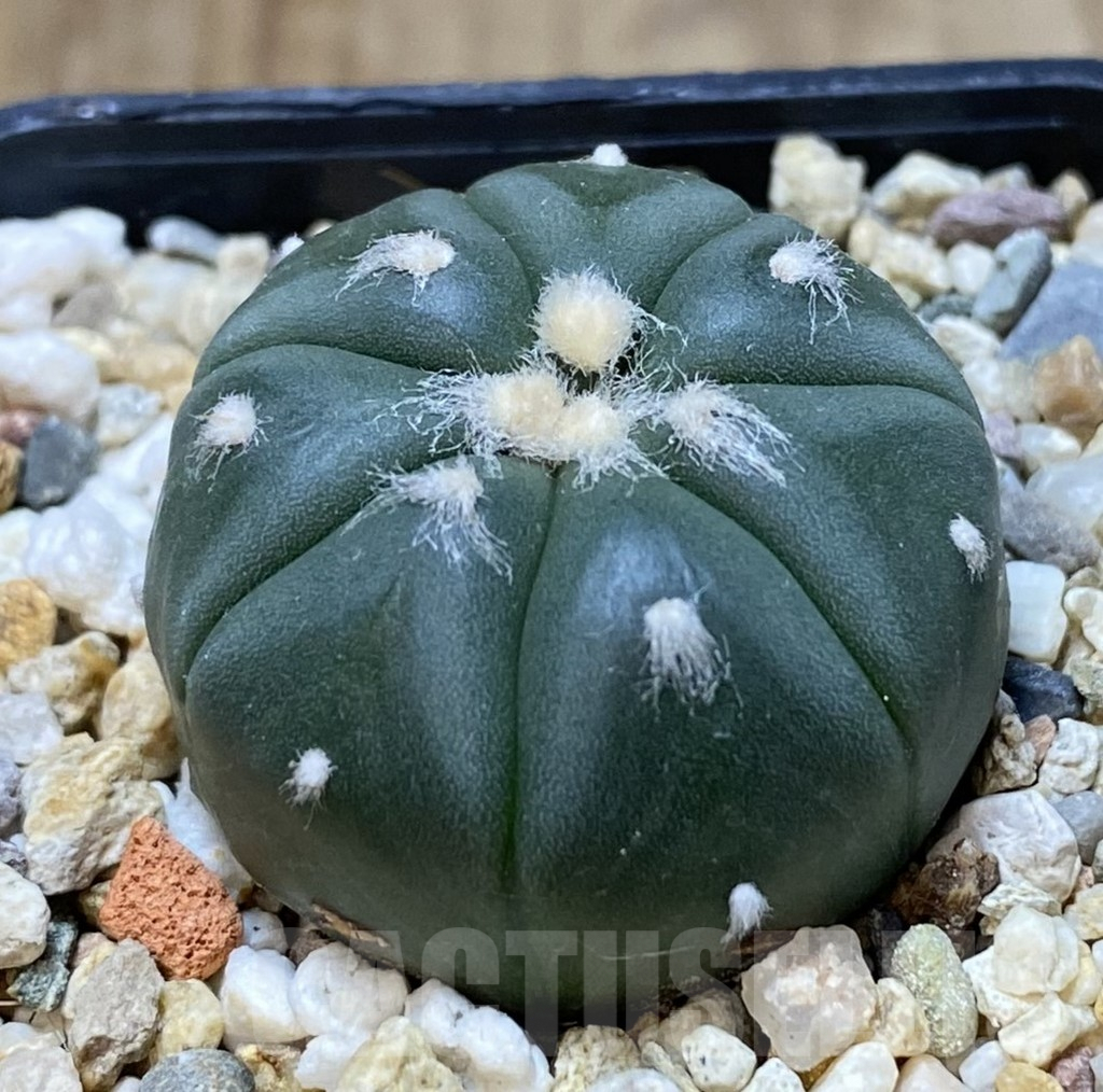 SHPR38621 Astrophytum asterias v. nudum 7-ribs – Bild 2