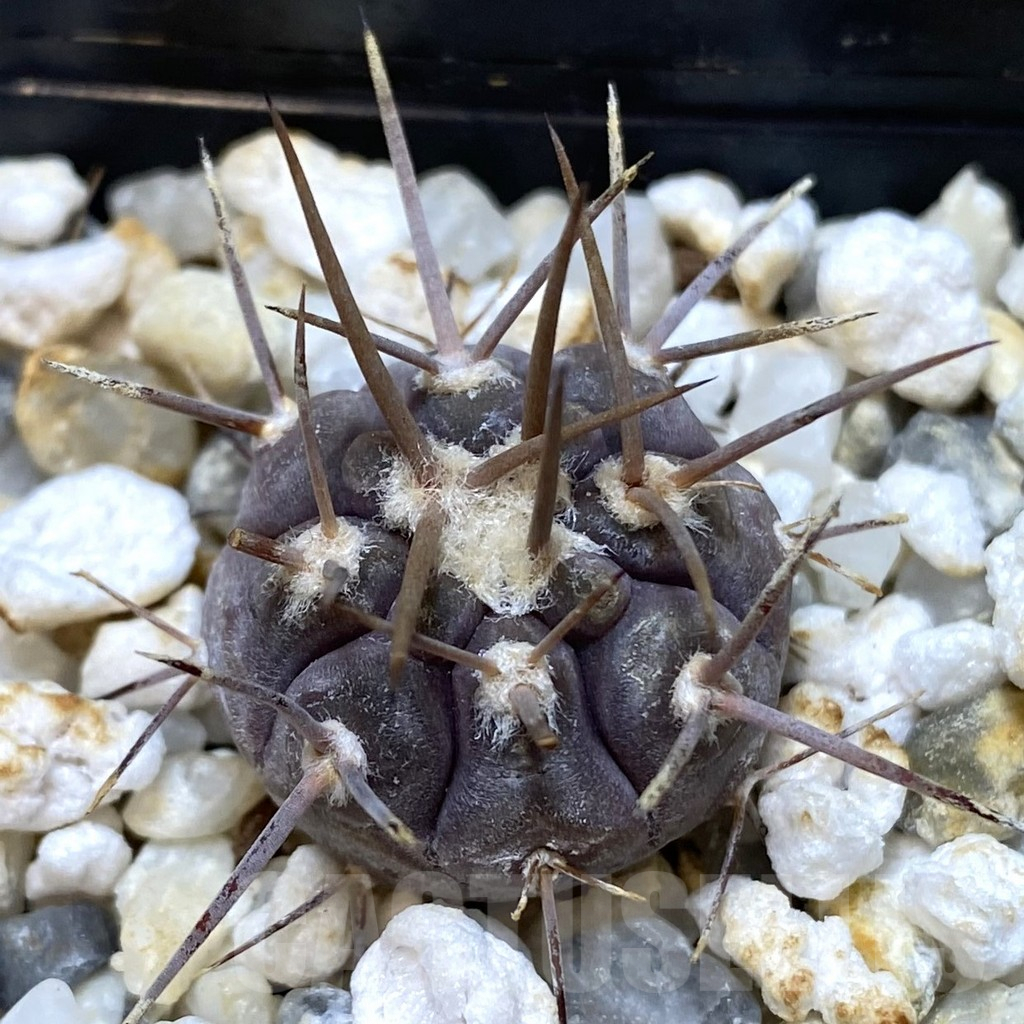 SHPR38631 Gymnocalycium castellanosii v. bozsingianum P205