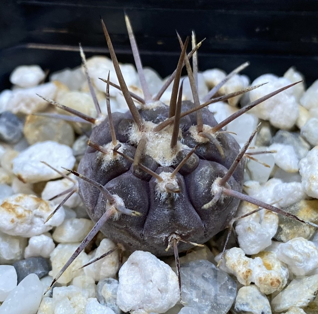SHPR38631 Gymnocalycium castellanosii v. bozsingianum P205 – Image 2