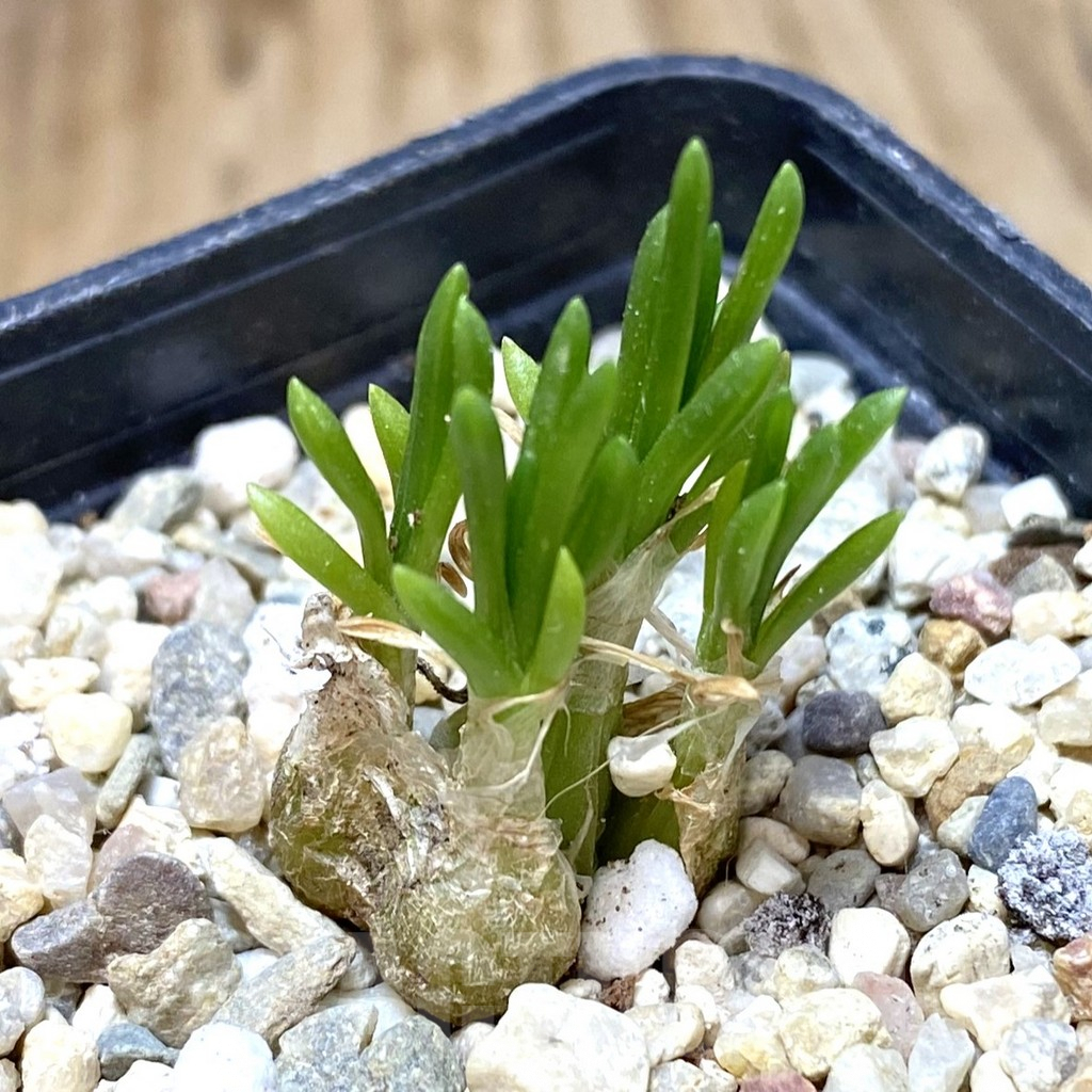 SHPR38612 Ornithogalum lithopsoides