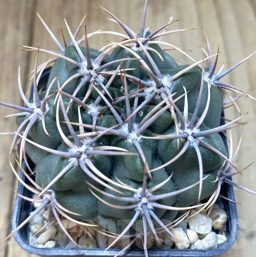 SHPR38637 Gymnocalycium mostii TOM 15-790 -Uritorco-