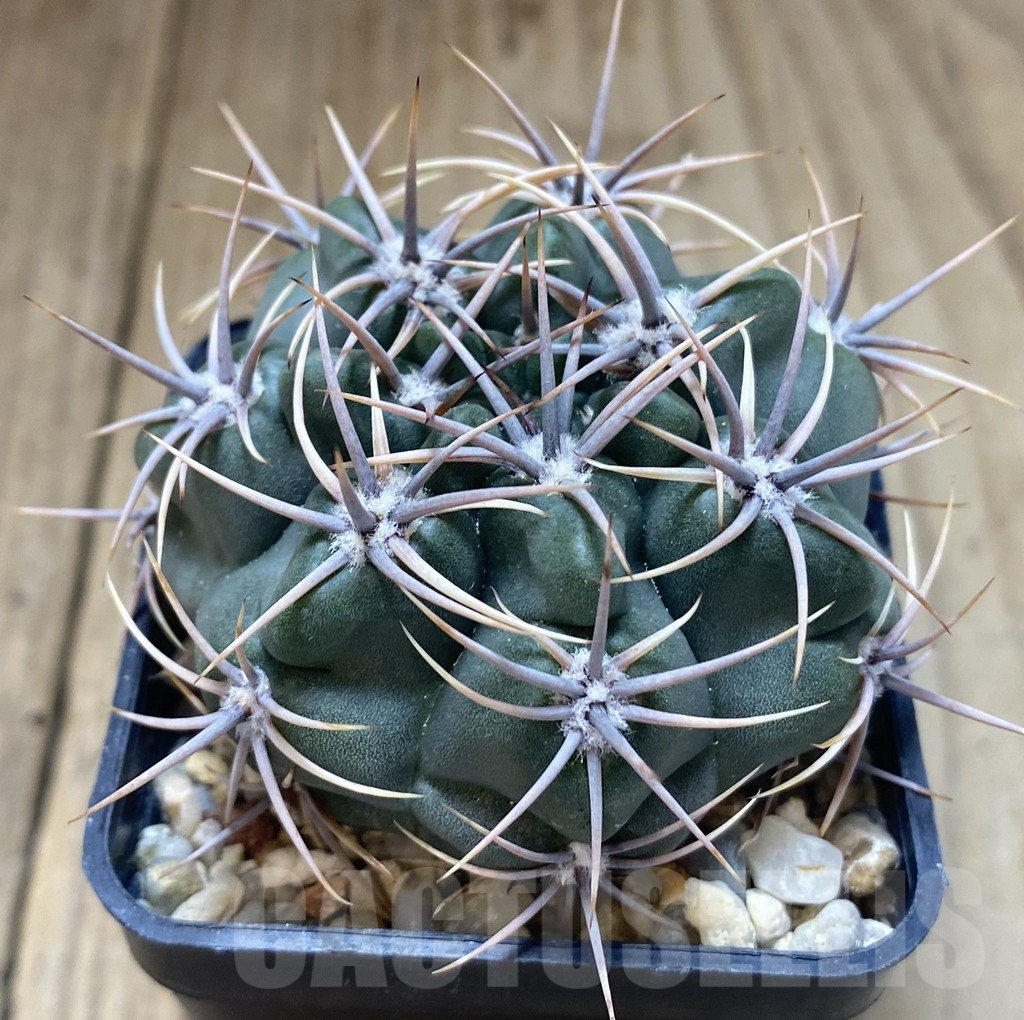 SHPR38637 Gymnocalycium mostii TOM 15-790 -Uritorco- - immagine 2