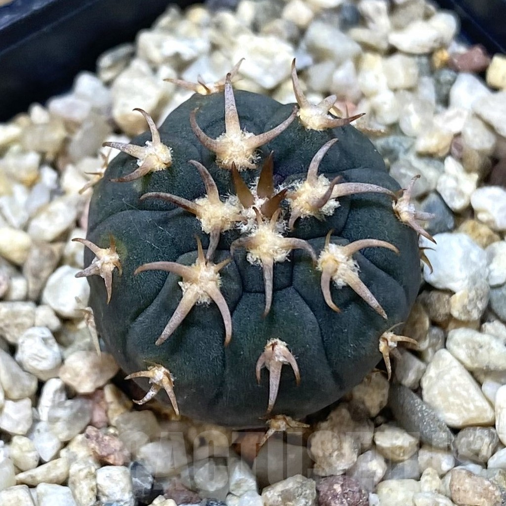 SHPR38642 Gymnocalycium spegazzinii v. unguispinum SL443