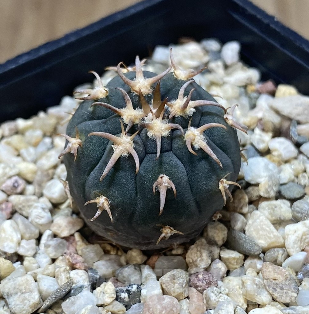 SHPR38642 Gymnocalycium spegazzinii v. unguispinum SL443 - Image 2