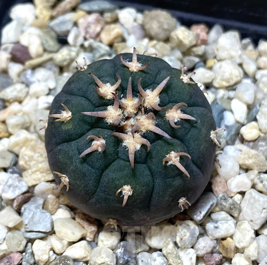 SHPR38643 Gymnocalycium spegazzinii v. unguispinum SL443