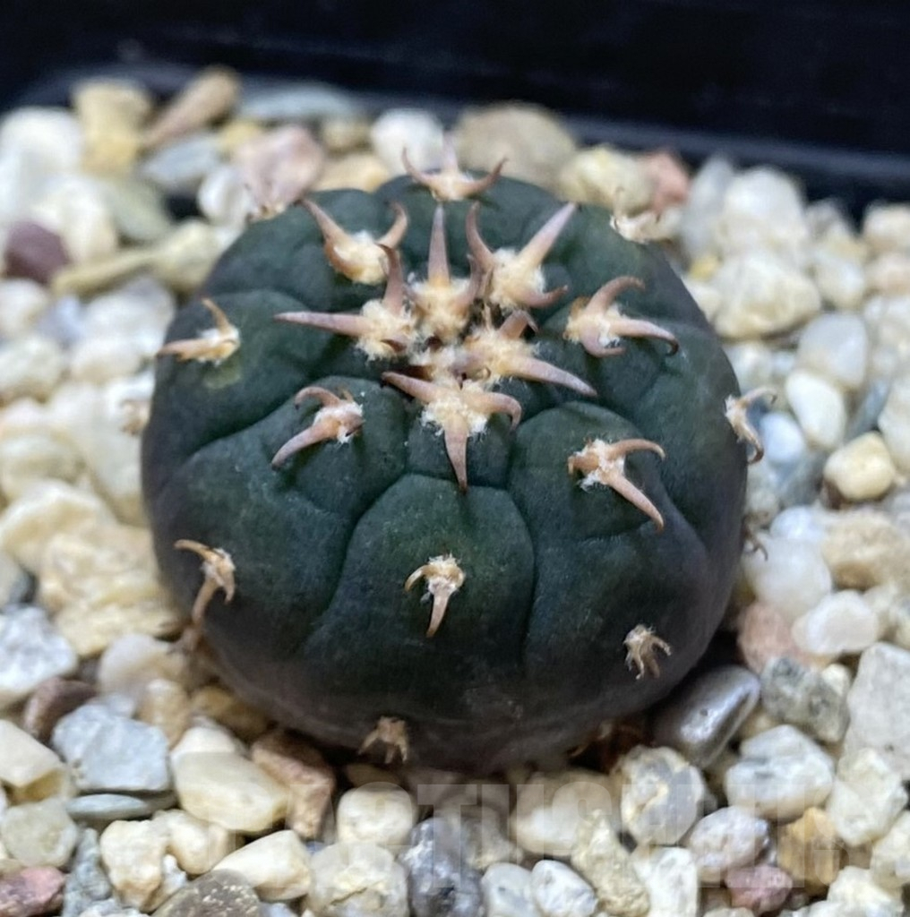 SHPR38643 Gymnocalycium spegazzinii v. unguispinum SL443 - Image 2