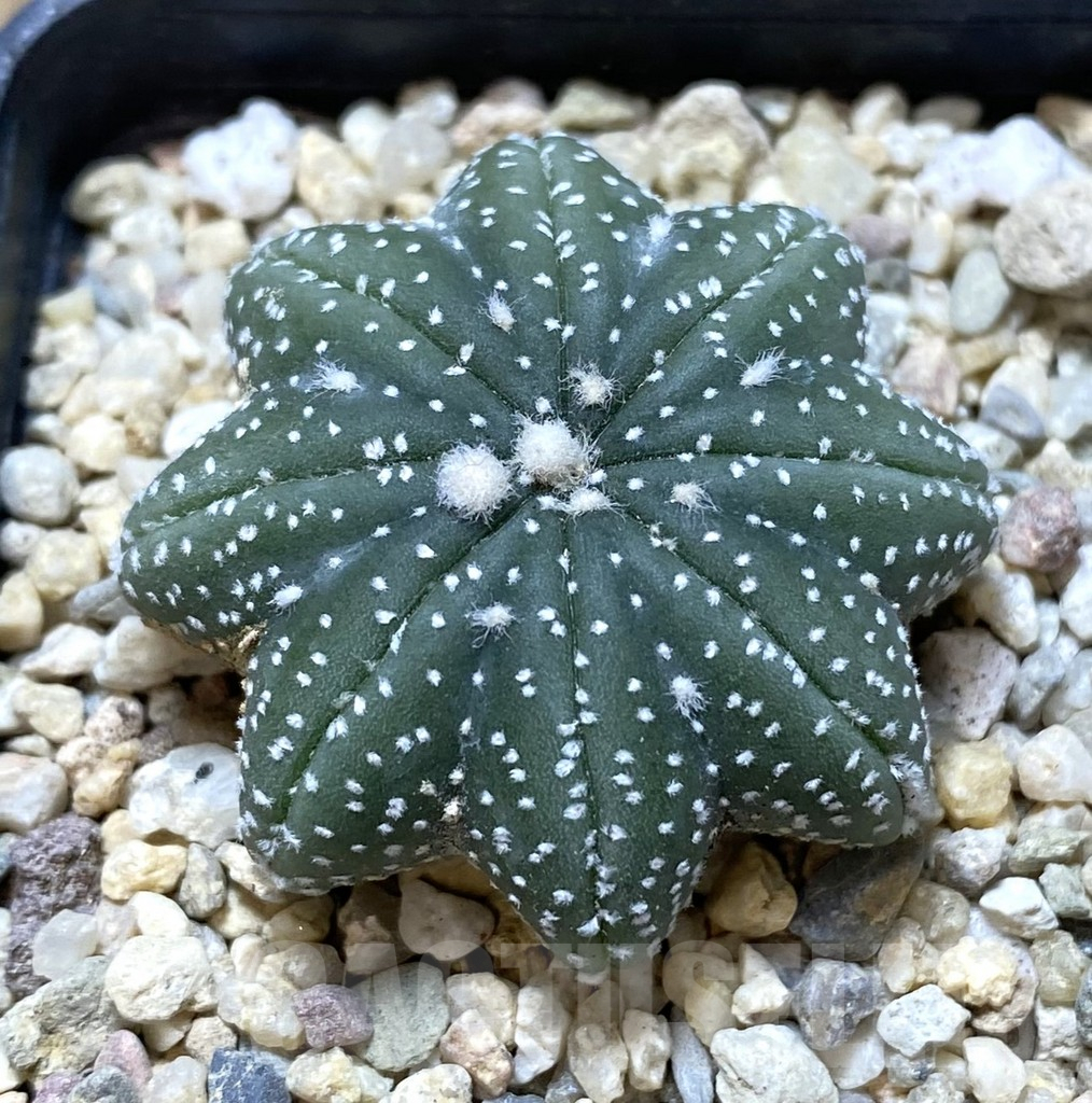 SHPR38756 Astrophytum asterias ‘Star Shape’