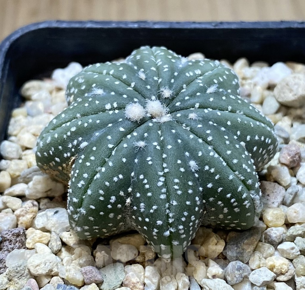 SHPR38756 Astrophytum asterias ‘Star Shape’ - Зображення 2
