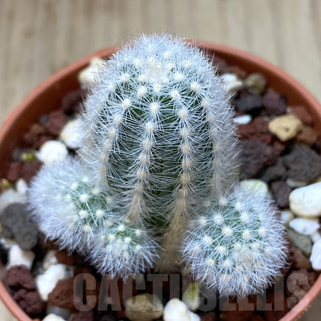 SHPR38758 Pygmaeocereus rowleyanus